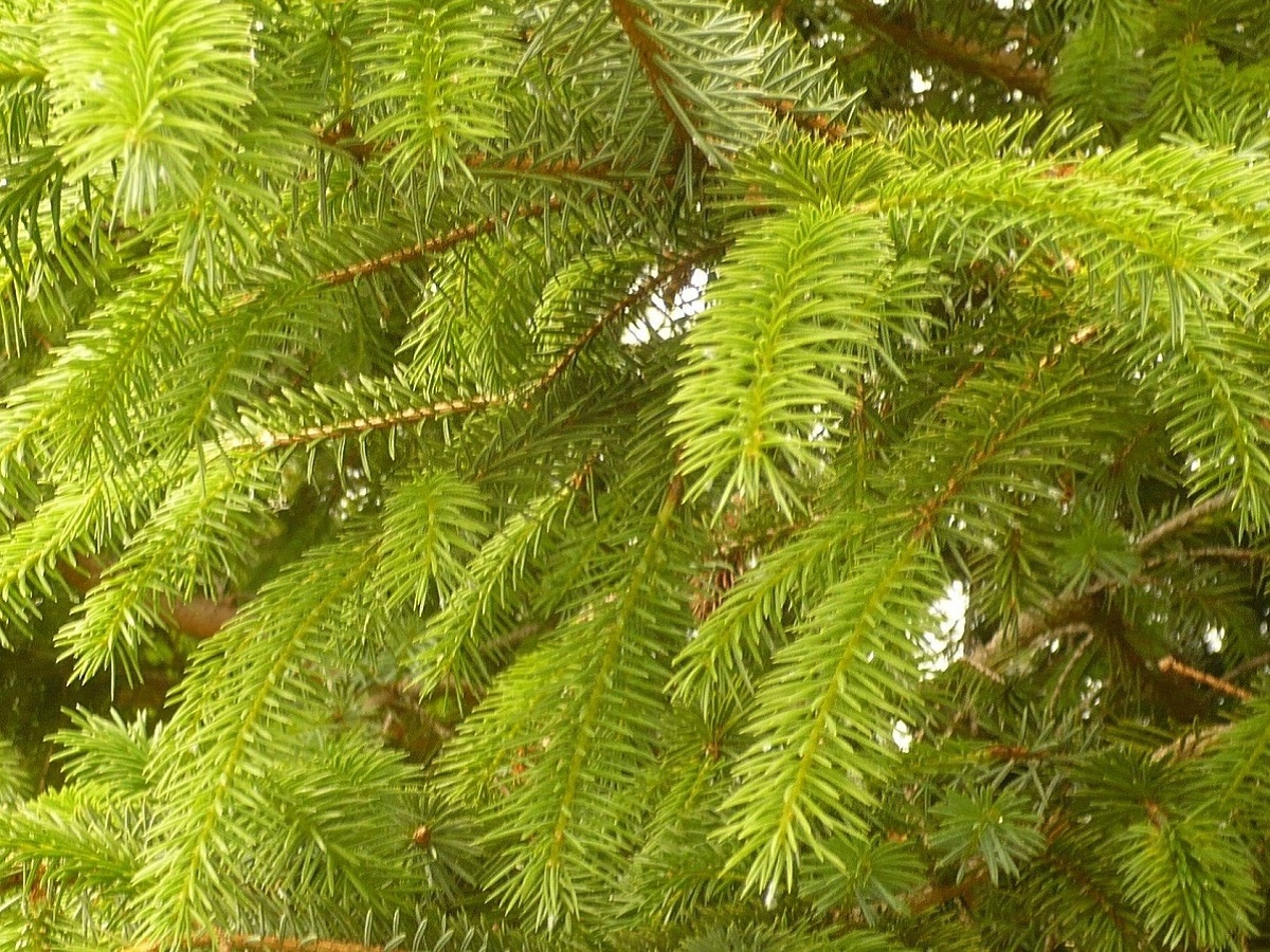 Picea sitchensis (Pinaceae)